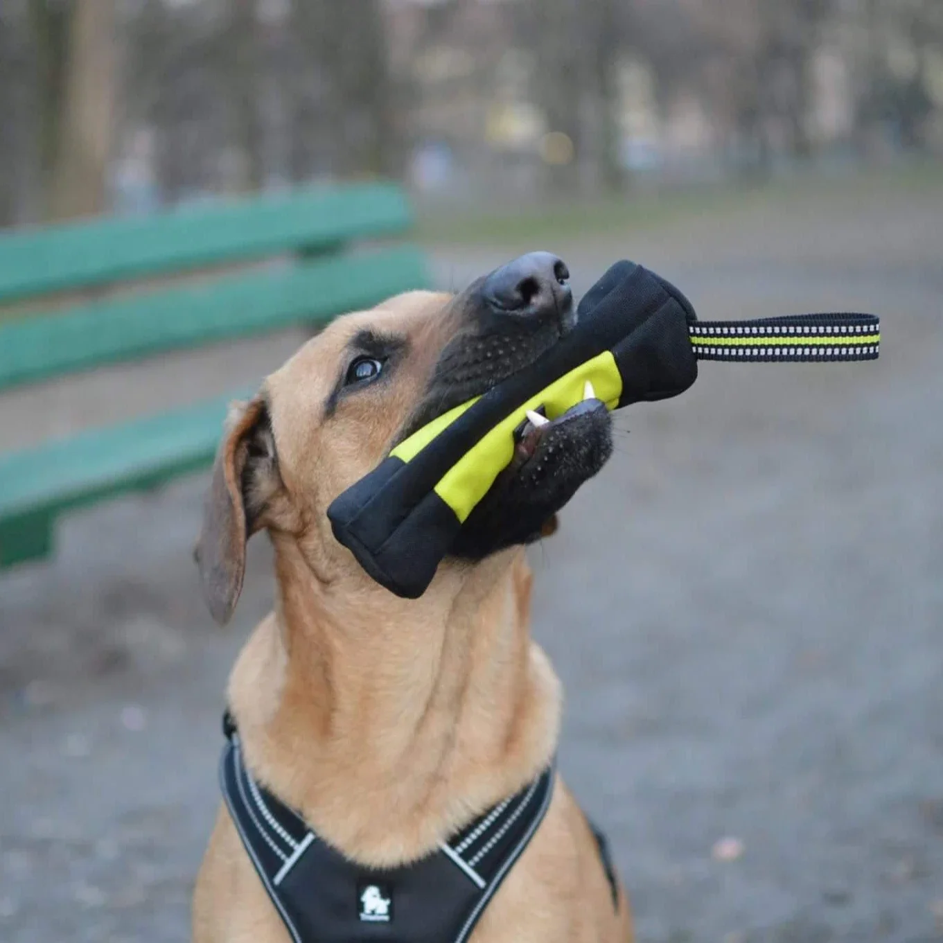 Truelove Dog Training Retrieve - Quality Food Snacks avis et prix